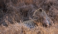  afrique du sud 
 leopard 
 parc kruger 